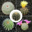 100pcs Cactus mix (A mixture of varieties) indoor Flower Home E3D6 S K2D9 G M6C2
