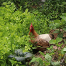 Single Strap Chicken Apron/Saddle, Feather Fix Protector for Poultry -Stand