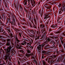 50Pcs Red Earthworm Fishing Bait Worm Lures Crankbaits Hooks Baits Tackle Soft !
