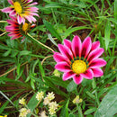 50X GAZANIE GAZANIEN GAZANIA SONNENBLUME ASTER ASTERN HERRLICH-LEUCHTEND G6 B8C1