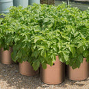 Potato Grow Bags 7 Gallon Garden Planting Bag Aeration Fabric Pot With HandlK2H9