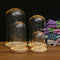 DIY Craft Glass Dome Cover Dry Flower Vase Wood Cork Cloche Oval 10x25cm