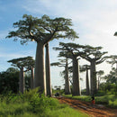10X Seeds Of Adansonia digitata Baobab Tree Outdoor Plant High Germination SP