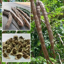 organic moringa oleifera50 seeds plants seeds drumstick tree tree natural SP