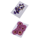 20 x Pressed Dried Daisy & Lobelia Flower Embellishments Card Making Crafts