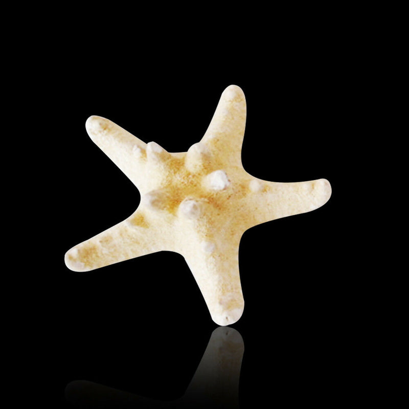 10pcs Natural Starfish Sea Star shell Aquarium Landscape Making DIY Craft Decor