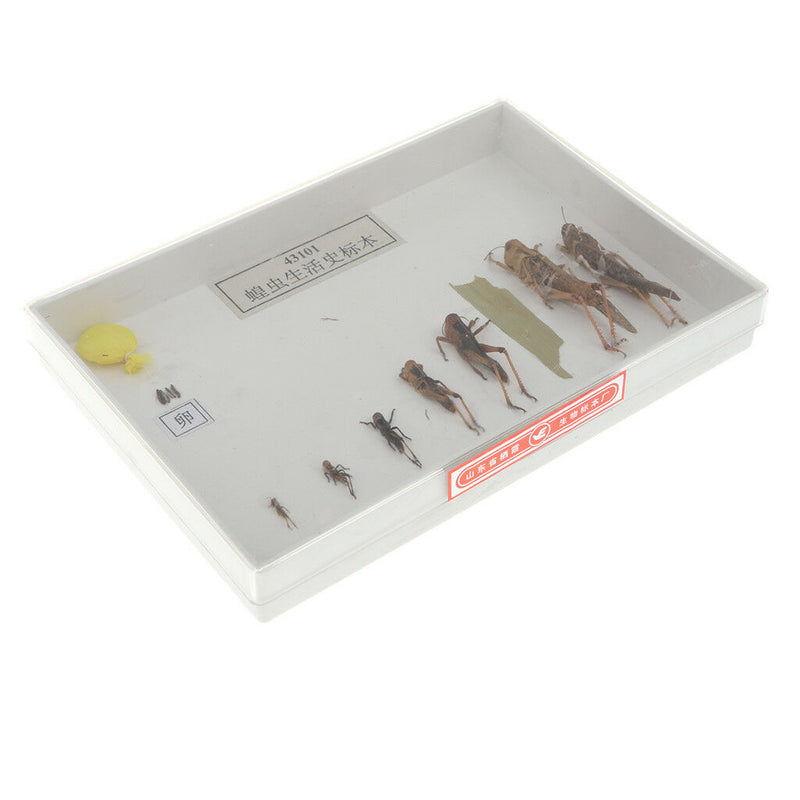 Lifecycle of a Locust Specimens Taxidermy Framed Collectible, 7.5x5x1.2inch