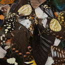 100Pcs Real Butterfly Wings DIY Jewelry Artwork Art Hand Craft Random Gift FT