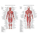 1pc 70X50CM Human Body Muscle Anatomy System Anatomical Chart Educational Poster