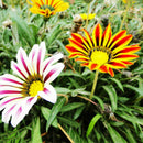 50X GAZANIE GAZANIEN GAZANIA SONNENBLUME ASTER ASTERN HERRLICH-LEUCHTEND G6 B8C1