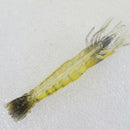 10Pcs Shrimp Soft Lures 10cm 4g Smell Simulation Jig Fishing Lures Isca Art C4L4