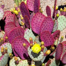 Hot 50 stk Red Cactus Pad Purple Santa Rita Opuntia New A1J2 Garden Home Ru I9B8