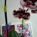 30 Pcs Butterfly Orchid Clips Plant Clips Garden Flower Vine Support ClipsJ Gn