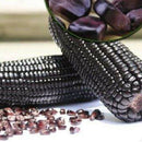 20Xsweet glutinous black corn seeds purple black waxy corn seeds red and LJ