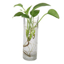 3Pcs Hanging Glass Flower Plant Vase Terrarium Container Decor Cylinder 15cm
