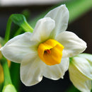 400pcs mixed daffodil double narcissus duo bulbs seeds spring plant SP