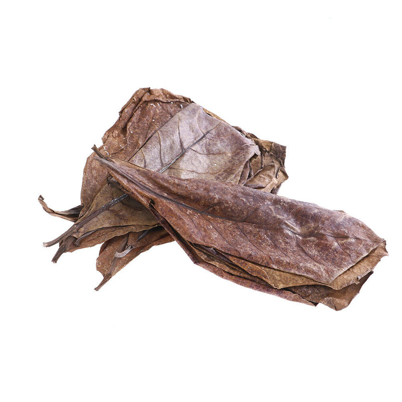 20Pc catappa leaves almond tree aquarium clean tool terminalia leaf about  G Pg