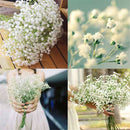Aromatic Gypsophila Seeds Potted Gypsophila Paniculata Garden Flower Seed LJ