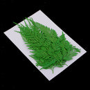 24x Real Pressed Leaves Natural Organic Dried Flowers DIY Arts Floral Decors