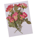 10 Branches Pressed Flowers Organic Dried Rose Flowers DIY Floral Art Decors