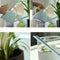 Household Long Mouth Watering Pot Office Green Plant Potted Family Gardenin