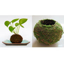 2Pcs 9cm Unique Green Moss Ball Flower Pot Bonsai Plant Holder Home Office