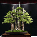 Juniper Bonsai Tree Seeds Purify Air Easy to Grow Office/Home Decoration Supply
