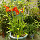 2pcs Mixed Colors Gladiolus Jumbo Giant Flower Bulbs Perennials Summer Nice H5N7