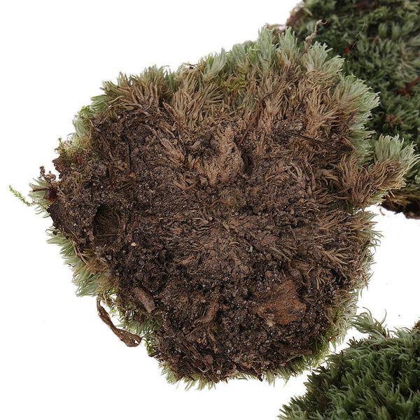 Layout Green Lichen Moss For TRain Railway Diorama Architecture Build Toys