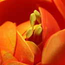 Foam Lotus Floating Water Plant Aquarium Fish Tank Garden Decor Ornament,Or