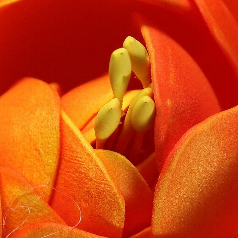 Foam Lotus Floating Water Plant Aquarium Fish Tank Garden Decor Ornament,Or