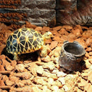 Reptile Vivarium Terrarium Feeding Bowl lizard Gecko Water Worm Feeder