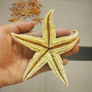 2Pcs Natural Dried Starfish Sea Star Beach Craft Wedding Party Home Decor Deluxe