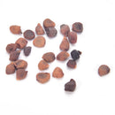 10X Seeds Of Adansonia digitata Baobab Tree Outdoor Plant High Germination SP