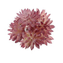 Artificial Foliage Succulent Sedum Hispanicu Plant Weddin Party Vivid Decor