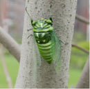4Pieces Realistic Insect Animal Pot Hanger Fridge Magnet Garden Decor Cicada