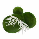 Aquarium Artificial Duckweed Floating Plastic Green White Plant