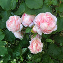 3 Heads Artificial Flowers Peony Bouquet Silk Flowers Bridal Bouquet Fall V R2A4