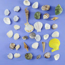 100PCS Aquarium Beach Nautical DIY Shells Mixed Bulk Sea Shell Fashion