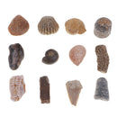 Pristine Natural Stones Reiki Rocks Ornament for Bonsai Fish Tank, Set of 12