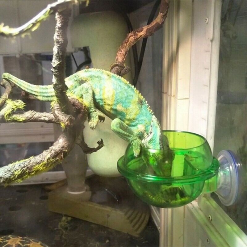 Home Pet Feeder Reptile Supplies Suction Cup Feeder Sucker Sucker Water Dri T8W5
