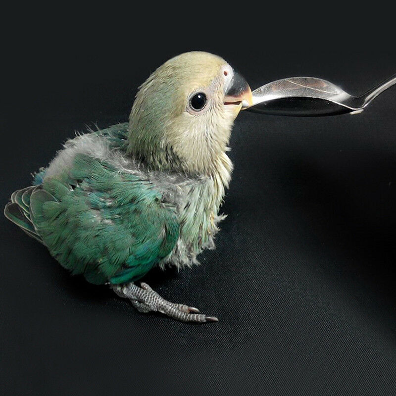 Pet Bird Parrot Cockatiel Metal Hand Milk Food Medicine Feeding Spoon  New