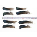 100PCS Rooster Tail Feathers 10-15CM Craft Hat Arts Decorations Wedding Card