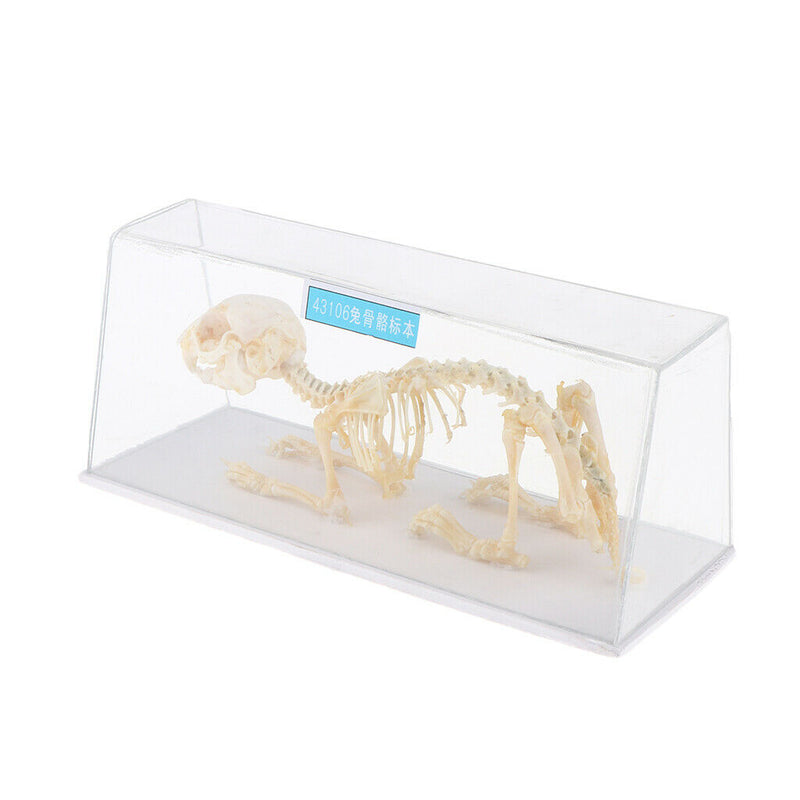 Real Rabbit Skeleton Specimens Biology Teaching Instruments Student Science