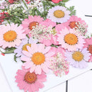 Natural Pressed Embossed Dried Flowers Sweet Pink Daisy Makeup Floral Crafts