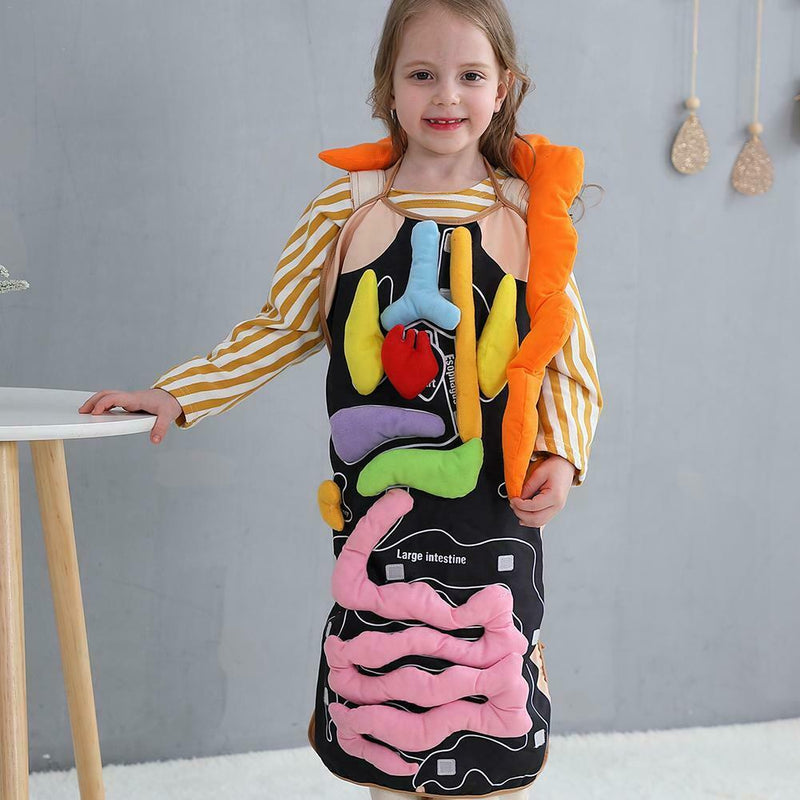 Human Body Organs Apron Awareness Insights Educational Toys for Children New