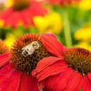 250x RED RUBY ECHINACEA / CONE-FLOWER FLOWER SEEDS / LONG LASTING PERENNIAL