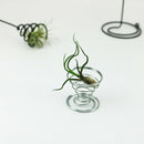 20 Pack Air Plant Stand Container Tillandsia Holder, iron Wire Stand Plant