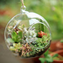 Hanging Glass Ball Vase Flower Plant Pot Stand Terrarium Containers Home  PDD
