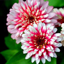 200Pcs Beautiful Mixed Color Zinnia Flower Plant Seeds Garden Bonsai Seeds LJ